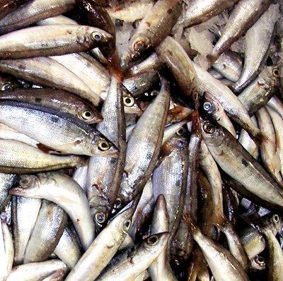 pescar_en_ibiza_1