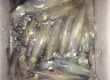 Pescar en Ibiza calamares