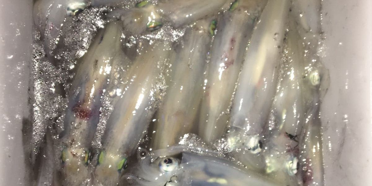 Pescar en Ibiza calamares