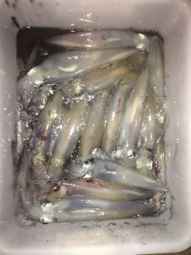 Pescar en Ibiza calamares